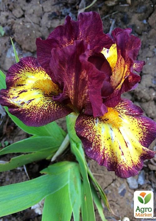 Ирис карликовый "Webmaster" 1шт в упаковке