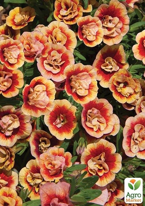 Калібрахоа Calita «Double Sunset Bicolor» (контейнер № 10, висота 10-15см)