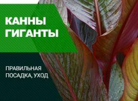 Канни вирощування та догляд: як виростити гігантів - корисні статті про садівництво від Agro-Market