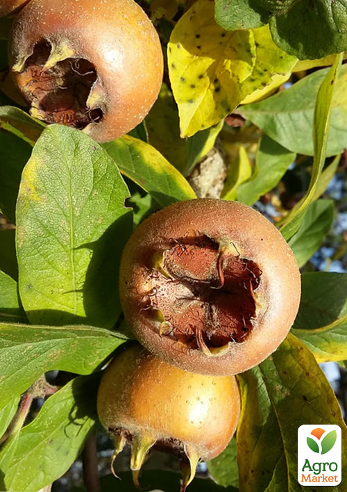 Мушмула 2х-летняя "Германская" (Mespilus germanica)