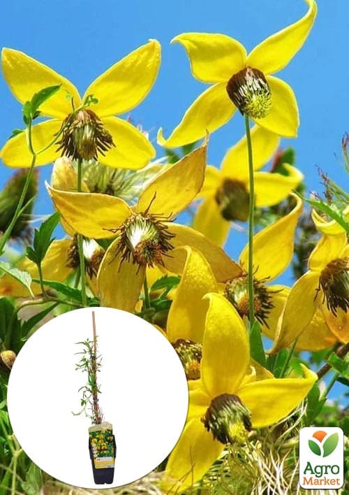 LMTD Клематіс 3-х річний "Tangutica" (висота 60-80см)