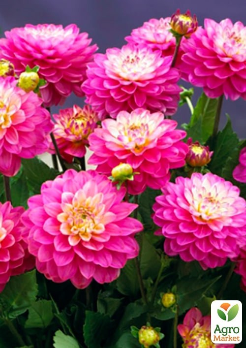 Жоржина "Melody Pink Allegro" - фото 2