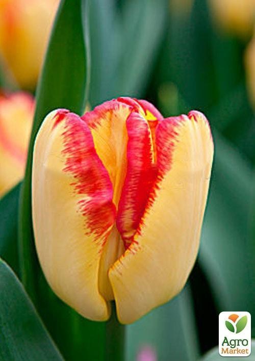 Тюльпан "Cape Town" (размер 11/12 , крупный) 3шт в упаковке