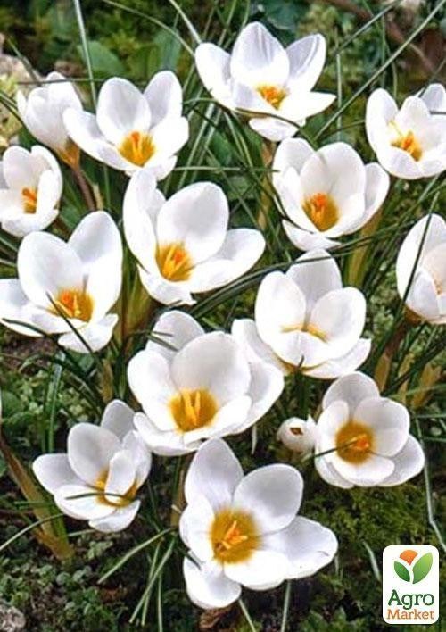Крокус ботанічний "Ard Schenk" 5шт в упаковці