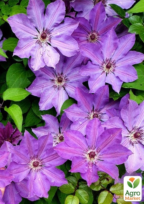 Клематис 2-х летний "Baltik" С2 - фото 2