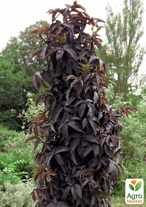 Бузина черная "Black Tower" (Sambucus nigra Black Tower) вазон С2 - фото 4