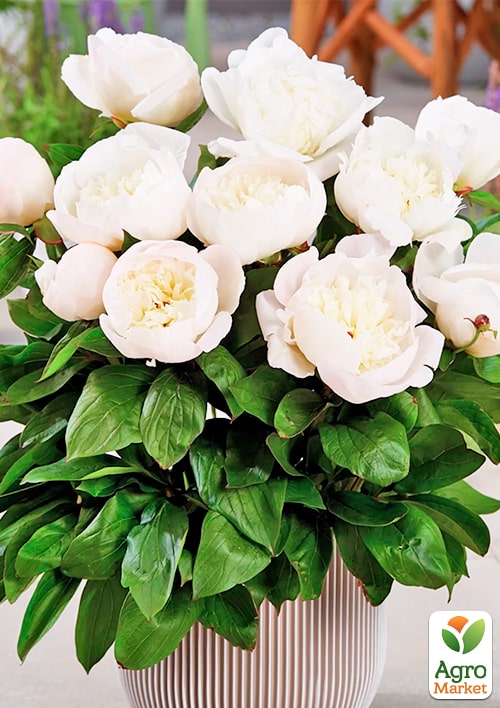 Пион Патио "White"