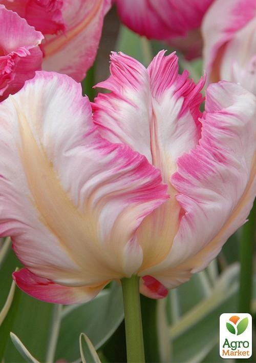 Тюльпан "Weber`s Parrot Pink" (размер 11/12 , крупный) 3шт в упаковке