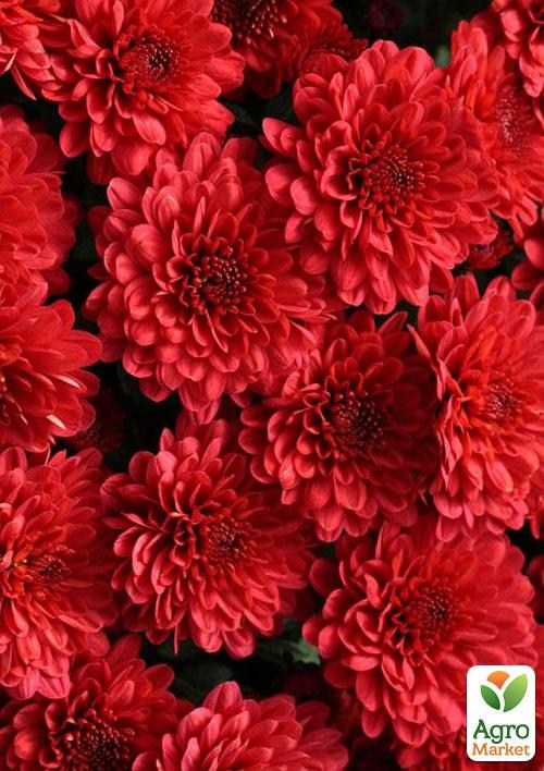Хризантема Садовая "Aduro Red" (горшок ф12 высота 20-30см) - фото 2