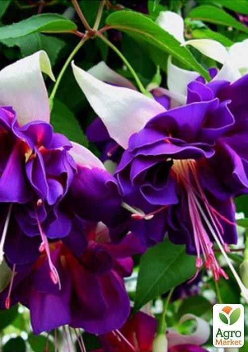 Фуксия ампельная "Deep Purple" (контейнер № 10, высота 5-10 см) - фото 3