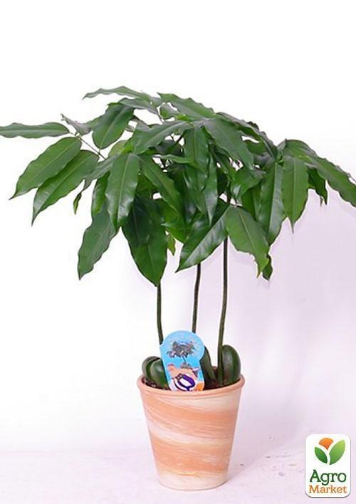 Каштан кімнатний "Castano Magnifico" дм 13 см вис. 50 см