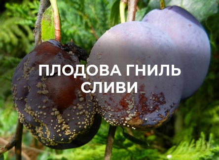 Монилиоз сливы: симптомы и методы лечения