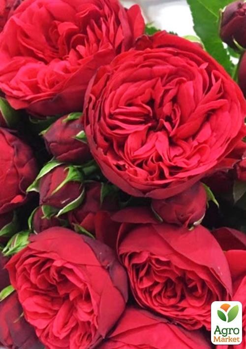 Роза в контейнере пионовидная "Piano" (саженец класса АА+) - фото 3