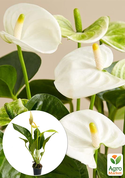 Антуриум (Anthurium) "Oshiro White"