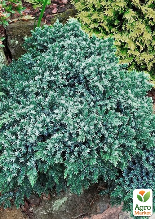 Можжевельник чешуйчатый "Blue Spider" вазон С2, высота 40-50см - фото 3