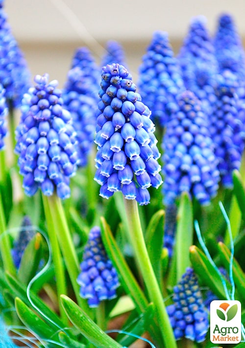 Мускари "Armeniacum" укоренённые - фото 4