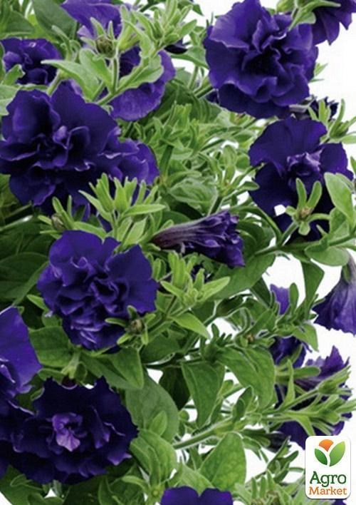 Петунія напівампельна Tumbelina "Belinda" (контейнер №10, висота 10-15см) - фото 2