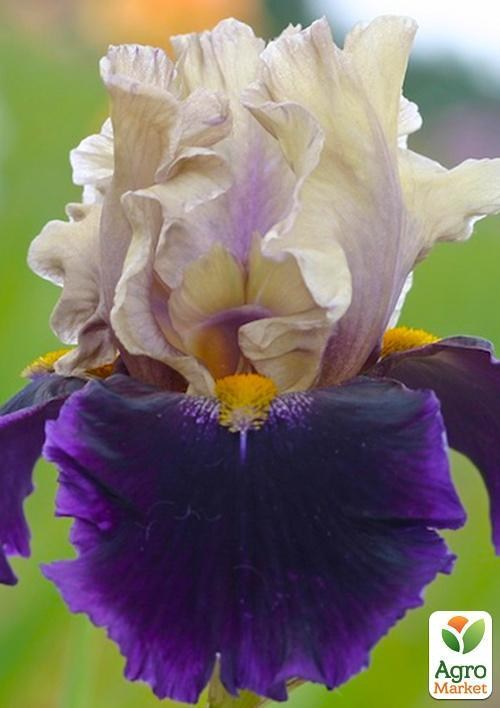 Ирис бородатый крупноцветковый "Great Deal"  