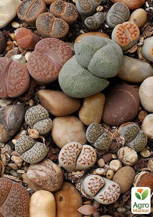 Літопс суміш "Зайчики" ТМ "Vesna Exclusive" 30шт - фото 2