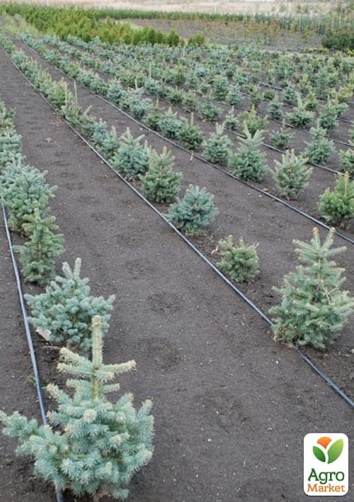 Ялина блакитна "Kaibab" (від 100 до 125 см) - фото 2