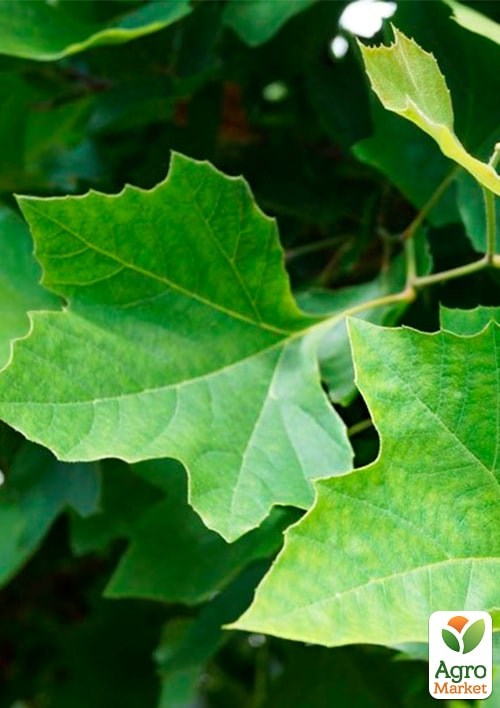 Платан кленолистий "Нispanica" С5 висота 200-250см - фото 5