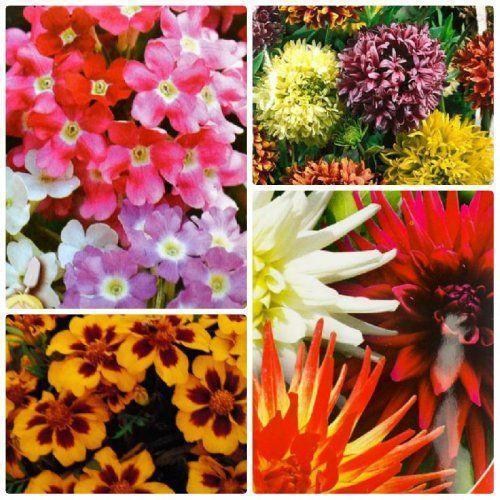 Комплект семян цветов "Тёплые ветра" 5уп