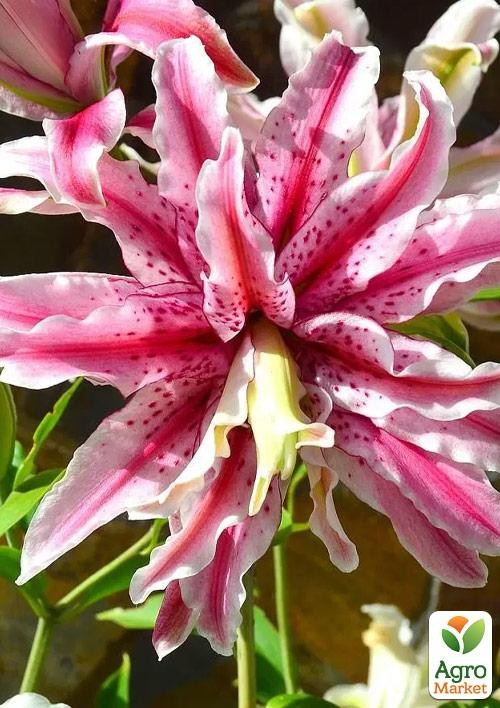 Лилия Махровая "Lilac Cloud" 