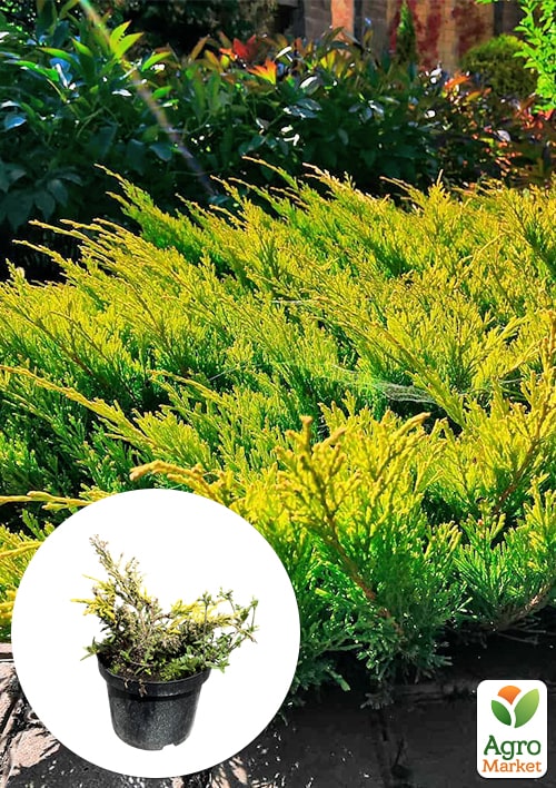 Можжевельник горизонтальный "Limeglow" С3, диаметр 15-20см