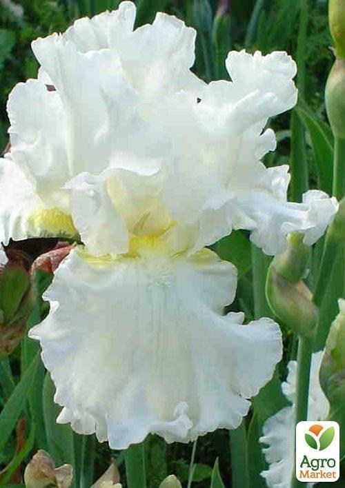 Ірис бородатий великоквітковий "Devonshire Cream" 1шт в упаковці