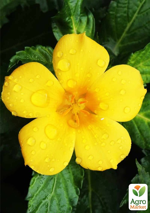 Турнера диффуза (Turnera Diffusa) экзотическое комнатное растение - фото 3