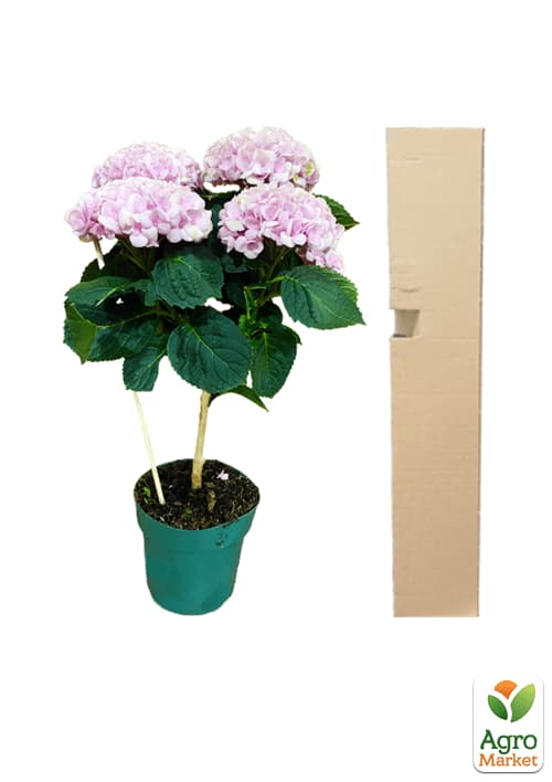 Гортензия на штамбе "Magical Revolution" - фото 5