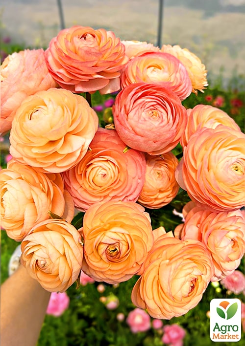 Лютики (Ранункулюс) "Orange 986" (розмір 5/6, великий) 5шт в упаковці - фото 2