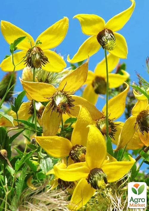 LMTD Клематис 3-х летний "Tangutica" (высота 60-80см) - фото 5