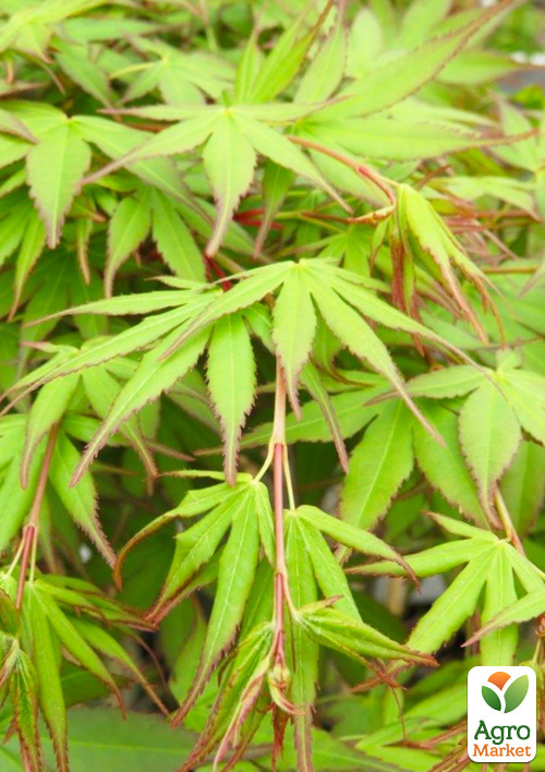 Клен 3-х летний японский пальмолистный "Катсура" (Аcer palmatum Katsura) С3, высота 60-80см