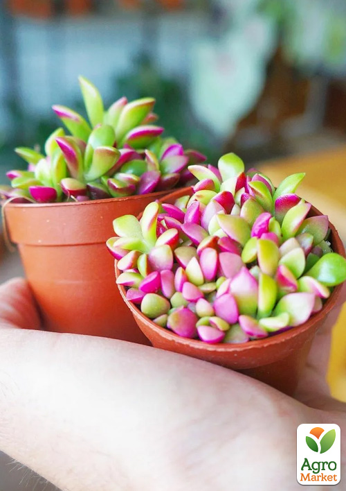 Сукулент Анакампсерос червоний "Rubra" - фото 6
