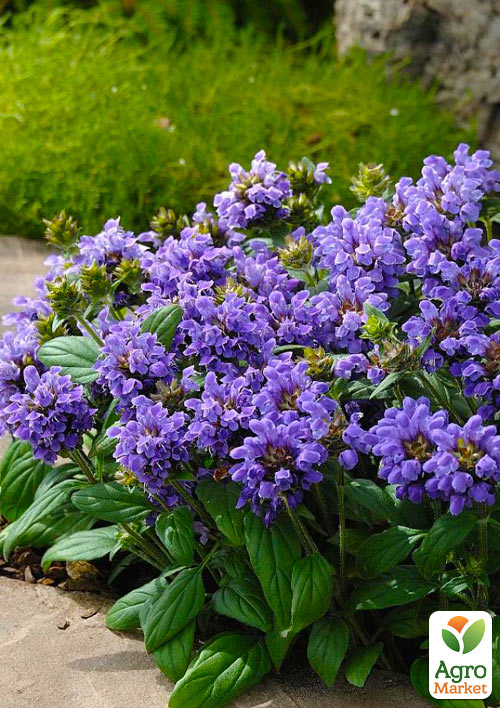 Прунелла крупноцветковая "Pagoda Violet" (Черноголовка морозостойкая)