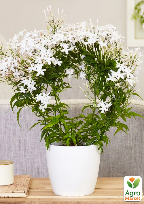 Жасмин комнатный "Jasminum polyanthumi"  - фото 6