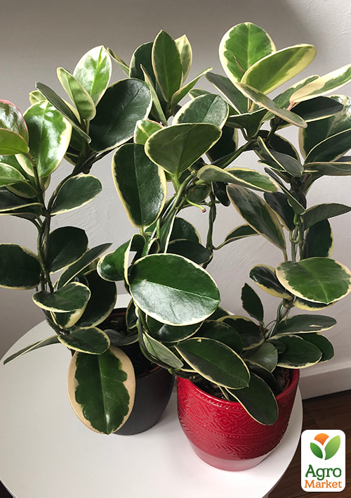 LMTD Хойя австралійська "Blondie" 15-25см