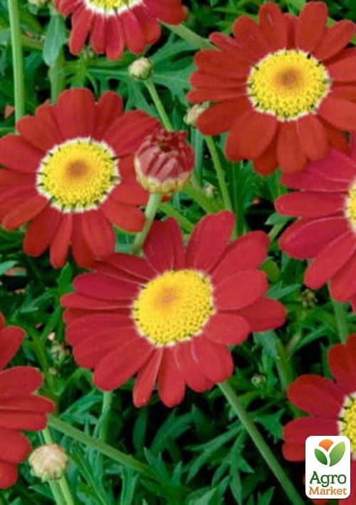 Аргирантемум La Rita "Scarlet" (контейнер № 10, высота 15 см) - фото 2