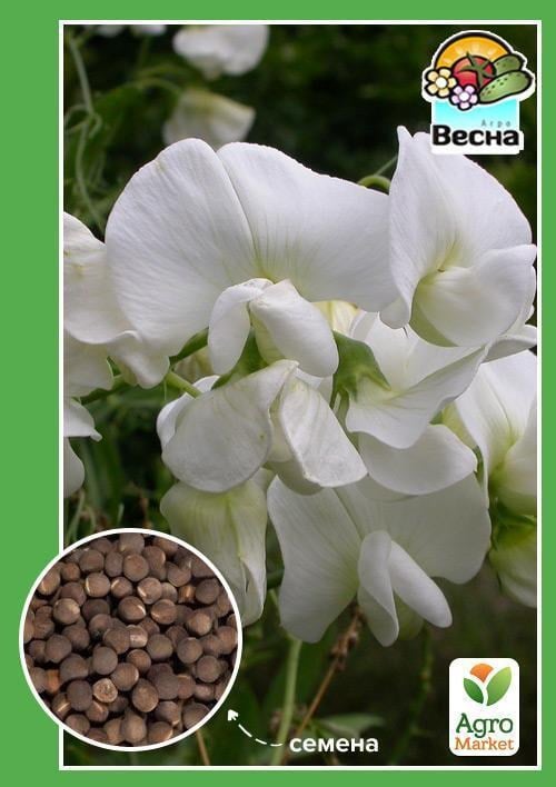 Душистый горошек "Снежный жемчуг" ТМ "Весна" 0.5г