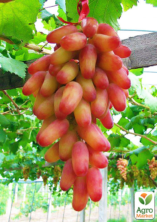 Виноград "Безыга" (средний срок созревания) - фото 5