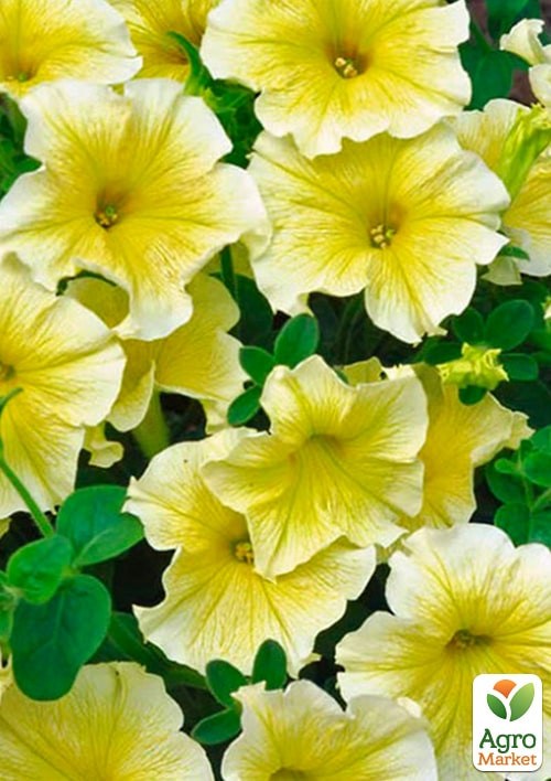 Сурфінія "Impulz Yellow" - фото 2