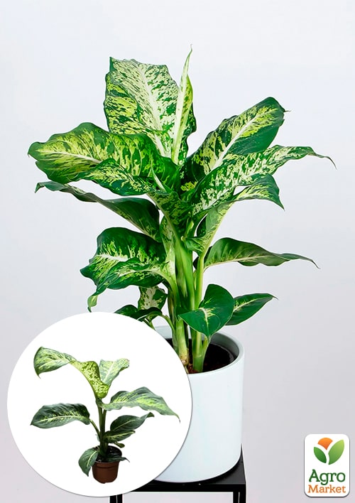 Дифенбахія (Dieffenbachia) "Mars" висота 40-60см