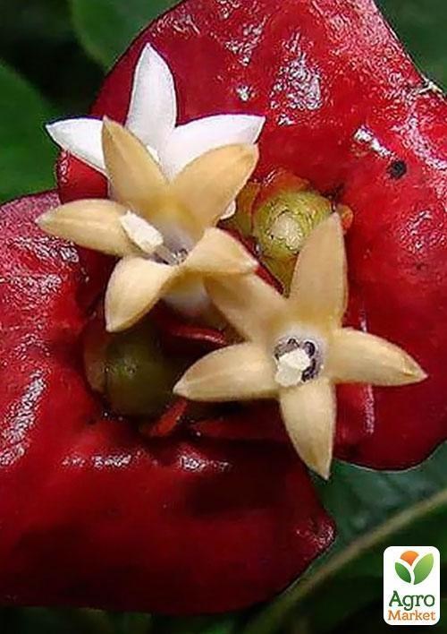 Психотрия возвышенная "Воздух" ТМ "Vesna Exclusive" 5шт - фото 3