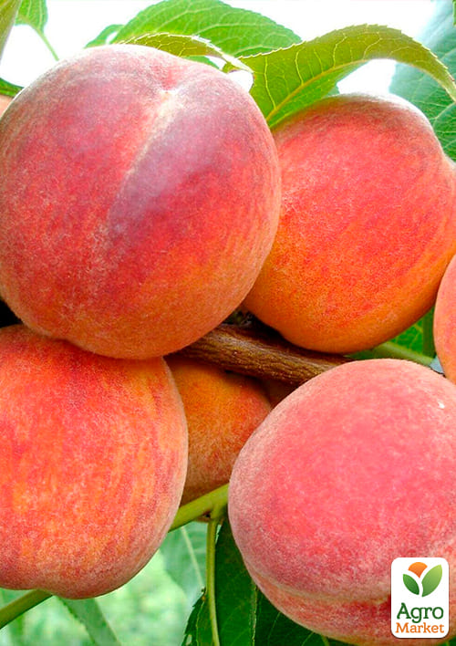 Персик "Флеминг Фьюри" - фото 4