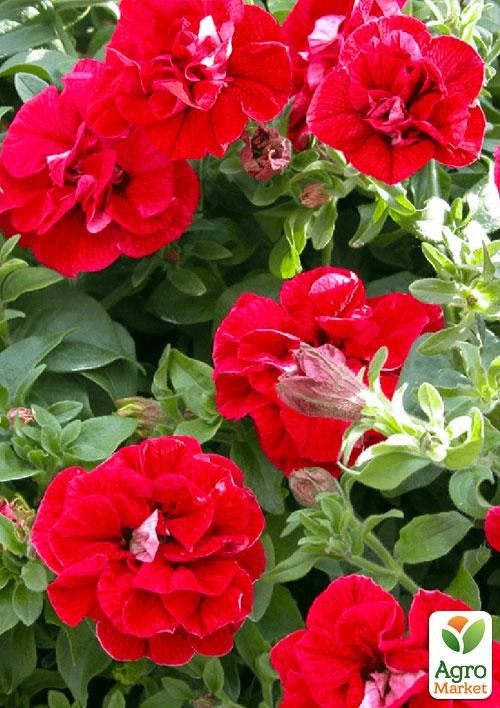 Сурфінія "Double Cascade Red" (контейнер № 10. висота 10-15 см)