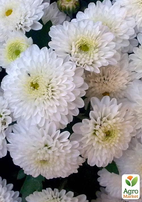 Хризантема мультифлора шарообразная "Staviski White" 