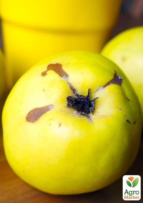 Айва грушоподібна "Великоплідна" (осінній сорт, середній термін дозрівання)