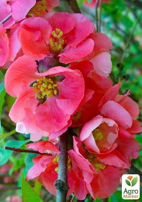 Хеномелес (Айва японська) "Pink Lady" - фото 2