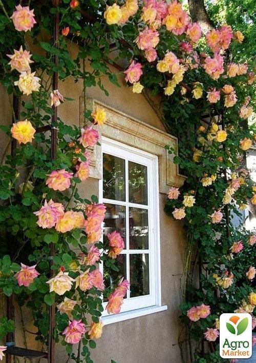 Роза в контейнере плетистая "Alchymist" (саженец класса АА+) - фото 3